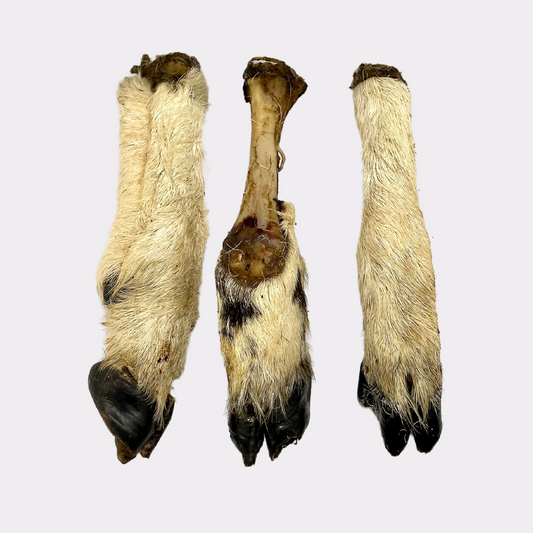 Hairy lamb foot - pure puppydog treats